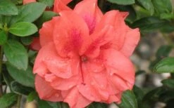 Autumn Monarch Encore Azalea - 2 Gallon Pot -Botanhush Sales Encore Azalea Autumn Monarch 4 50 1