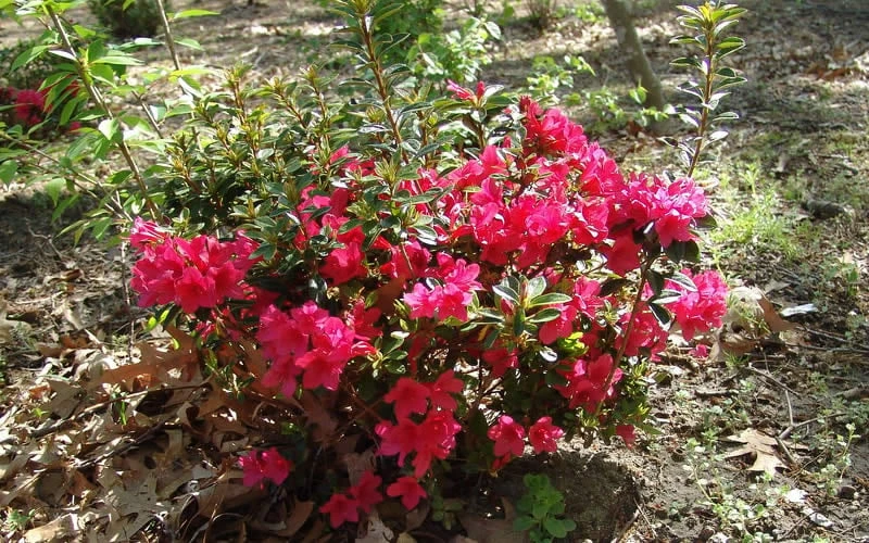 Autumn Ruby Encore Azalea - 1 Gallon Pot 5 Autumn Ruby Encore Azalea - 1 Gallon Pot - Image 5