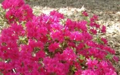 Autumn Sundance Encore Azalea - 1 Gallon Pot 8 Autumn Sundance Encore Azalea - 1 Gallon Pot -Botanhush Sales Encore Azalea Autumn Sundance 50