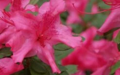 Autumn Sundance Encore Azalea - 1 Gallon Pot 9 Autumn Sundance Encore Azalea - 1 Gallon Pot -Botanhush Sales Encore Azalea Autumn Sundance 51