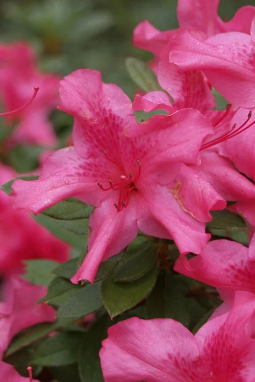 Autumn Sundance Encore Azalea - 1 Gallon Pot 1 Autumn Sundance Encore Azalea - 1 Gallon Pot
