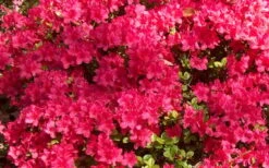 Autumn Cheer Encore Azalea - 1 Gallon Pot 7 Autumn Cheer Encore Azalea - 1 Gallon Pot -Botanhush Sales Encore Azalea Cheer 1