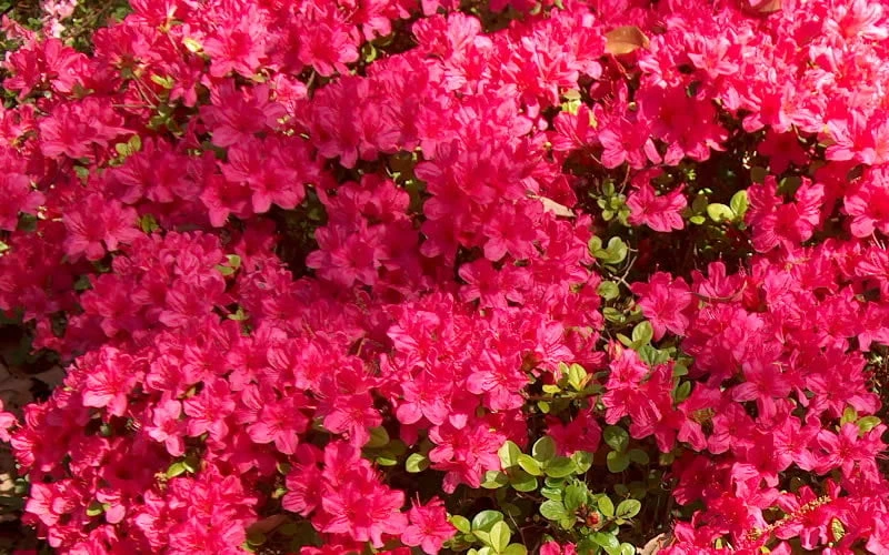 Autumn Cheer Encore Azalea - 1 Gallon Pot 4 Autumn Cheer Encore Azalea - 1 Gallon Pot - Image 4
