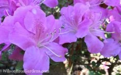 Autumn Lilac Encore Azalea - 1 Gallon Pot 9 Autumn Lilac Encore Azalea - 1 Gallon Pot -Botanhush Sales Encore Azalea Lilac 8