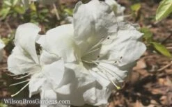 Autumn Moonlight Encore Azalea - 1 Gallon Pot -Botanhush Sales Encore Azalea Moonlight 5