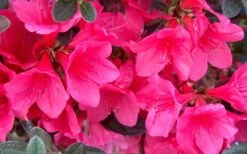 Autumn Ruby Encore Azalea - 1 Gallon Pot 8 Autumn Ruby Encore Azalea - 1 Gallon Pot -Botanhush Sales Encore Azalea Ruby