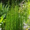 Horsetail Reed Grass - Equisetum Hyemale - 6 Pack Of 1 Gallon Pots