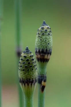Horsetail Reed Grass - Equisetum Hyemale - 6 Pack Of 1 Gallon Pots -Botanhush Sales Equisetum Hymale 12