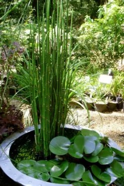 Horsetail Reed Grass - Equisetum Hyemale - 6 Pack Of 1 Gallon Pots -Botanhush Sales Equisetum Hymale 14