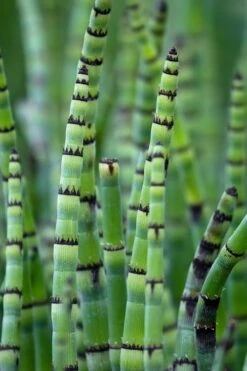 Horsetail Reed Grass - Equisetum Hyemale - 6 Pack Of 1 Gallon Pots -Botanhush Sales Equisetum Hymale 15