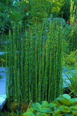 Horsetail Reed Grass - Equisetum Hyemale - 6 Pack Of 1 Gallon Pots -Botanhush Sales Equisetum Hymale 16