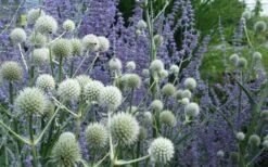 Rattlesnake Master (Eryngium Yuccifolium) - 1 Gallon Pot 16 Rattlesnake Master (Eryngium Yuccifolium) - 1 Gallon Pot -Botanhush Sales Eryngium20yuccifolium rattlesnake master plant 10