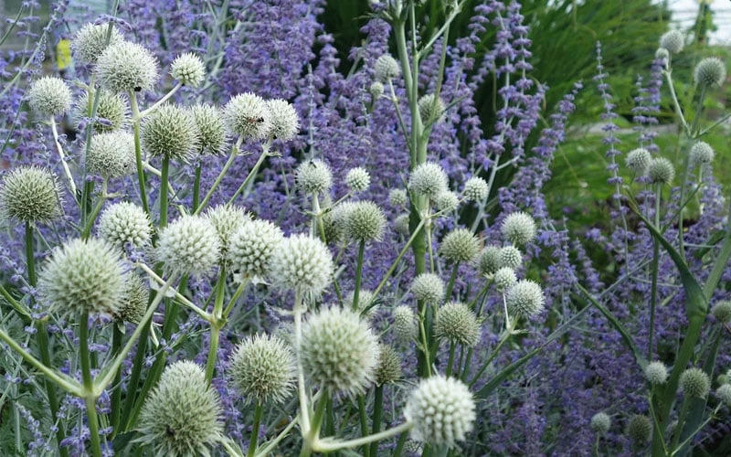 Rattlesnake Master (Eryngium Yuccifolium) - 1 Gallon Pot 7 Rattlesnake Master (Eryngium Yuccifolium) - 1 Gallon Pot - Image 7