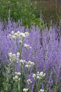 Rattlesnake Master (Eryngium Yuccifolium) - 1 Gallon Pot 17 Rattlesnake Master (Eryngium Yuccifolium) - 1 Gallon Pot -Botanhush Sales Eryngium20yuccifolium rattlesnake master plant 6