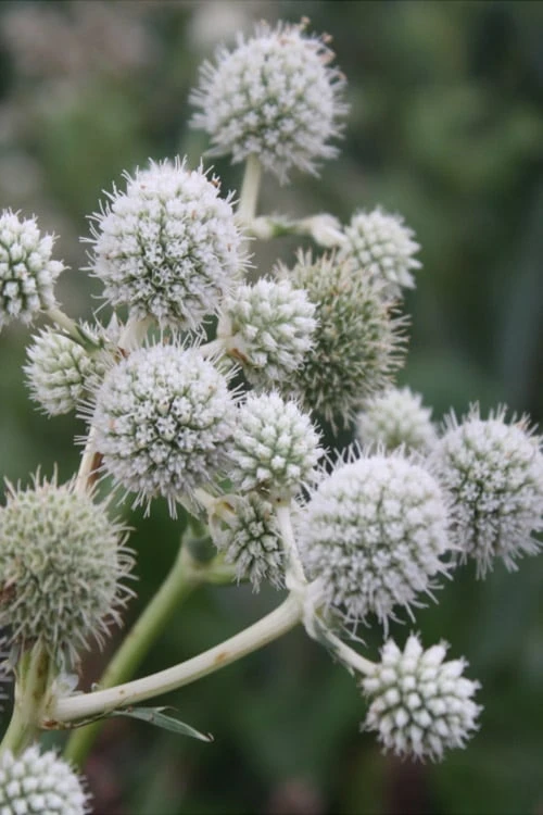 Rattlesnake Master (Eryngium Yuccifolium) - 1 Gallon Pot 1 Rattlesnake Master (Eryngium Yuccifolium) - 1 Gallon Pot