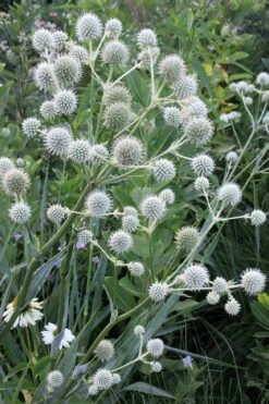 Rattlesnake Master (Eryngium Yuccifolium) - 1 Gallon Pot 14 Rattlesnake Master (Eryngium Yuccifolium) - 1 Gallon Pot -Botanhush Sales Eryngium20yuccifolium rattlesnake master plant 8