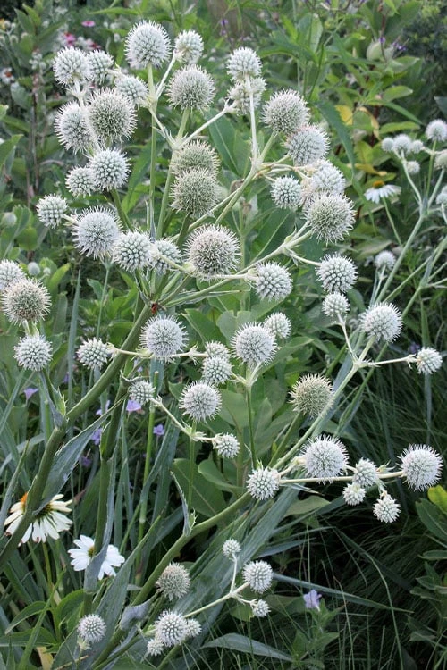 Rattlesnake Master (Eryngium Yuccifolium) - 1 Gallon Pot 5 Rattlesnake Master (Eryngium Yuccifolium) - 1 Gallon Pot - Image 5
