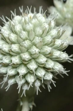 Rattlesnake Master (Eryngium Yuccifolium) - 1 Gallon Pot 13 Rattlesnake Master (Eryngium Yuccifolium) - 1 Gallon Pot -Botanhush Sales Eryngium20yuccifolium rattlesnake master plant 9