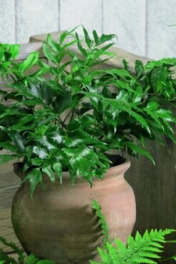 Japanese Holly Fern - Cyrtomium Falcatum 'Rochfordianum' - 2.5 Quart Pot 9 Japanese Holly Fern - Cyrtomium Falcatum 'Rochfordianum' - 2.5 Quart Pot -Botanhush Sales Fern Japanese Holly 8