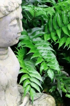 Japanese Holly Fern - Cyrtomium Falcatum 'Rochfordianum' - 2.5 Quart Pot 10 Japanese Holly Fern - Cyrtomium Falcatum 'Rochfordianum' - 2.5 Quart Pot -Botanhush Sales Fern Japanese Holly 9