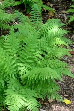 Southern Wood Fern (Thelypteris Kunthii) - 6 Pack Of 1 Gallon Pots -Botanhush Sales Fern Southern Wood Kunthii 1