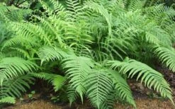 Southern Wood Fern (Thelypteris Kunthii) - 5 Pack Of Quart Pots 16 Southern Wood Fern (Thelypteris Kunthii) - 5 Pack Of Quart Pots -Botanhush Sales Fern Southern Wood Kunthii 3 1