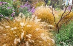 Hameln Dwarf Hardy Fountain Grass (Pennisetum) - 1 Gallon Pot 11 Hameln Dwarf Hardy Fountain Grass (Pennisetum) - 1 Gallon Pot -Botanhush Sales Fountain Grass Hameln Fall