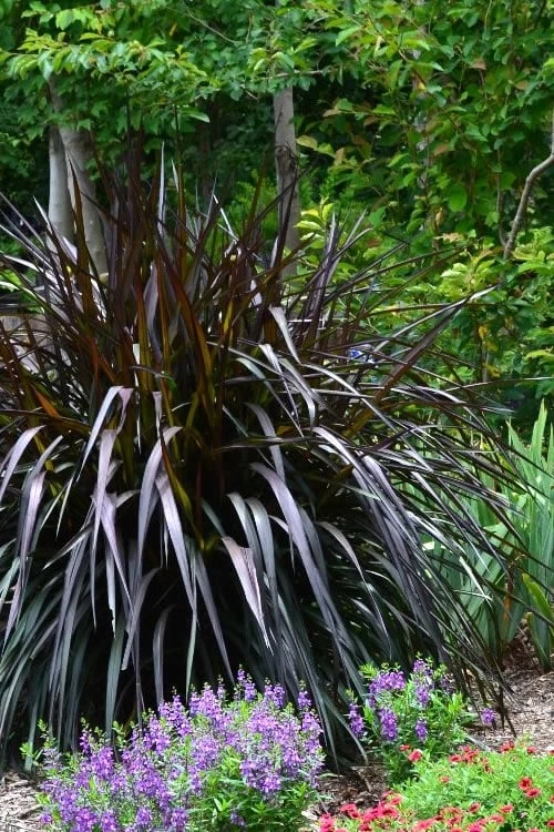Princess Caroline Purple Fountain Grass (Pennisetum) - 1 Gallon Pot 1 Princess Caroline Purple Fountain Grass (Pennisetum) - 1 Gallon Pot