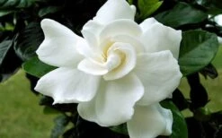 August Beauty Gardenia - 1 Gallon Pot 10 August Beauty Gardenia - 1 Gallon Pot -Botanhush Sales Gardenia August Beauty Flower Closeup