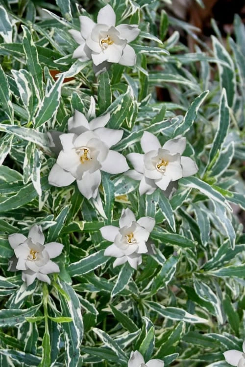 Variegated Creeping Dwarf Gardenia - 3 Gallon Pot 1 Variegated Creeping Dwarf Gardenia - 3 Gallon Pot