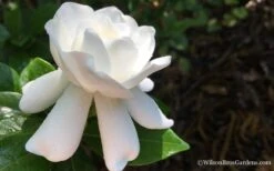 Crown Jewel Gardenia - 1 Gallon Pot 14 Crown Jewel Gardenia - 1 Gallon Pot -Botanhush Sales Gardenia Crown Jewel 4