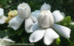Crown Jewel Gardenia - 1 Gallon Pot 15 Crown Jewel Gardenia - 1 Gallon Pot -Botanhush Sales Gardenia Crown Jewel 50 1