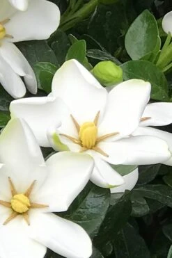 Hardy Fragrant Daisy Gardenia Bush - 1 Gallon Pot -Botanhush Sales Gardenia Daisy 21