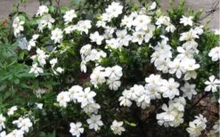 Hardy Fragrant Daisy Gardenia Bush - 3 Gallon Pot -Botanhush Sales Gardenia Daisy Blooms 2 2
