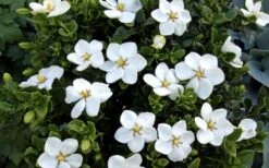 Hardy Fragrant Daisy Gardenia Bush - 3 Gallon Pot -Botanhush Sales Gardenia Daisy Blooms 3