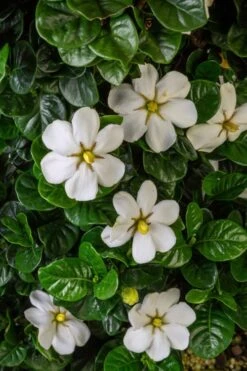 Diamond Spire Gardenia - 3 Gallon Pot 13 Diamond Spire Gardenia - 3 Gallon Pot -Botanhush Sales Gardenia Diamond Spire 2 1