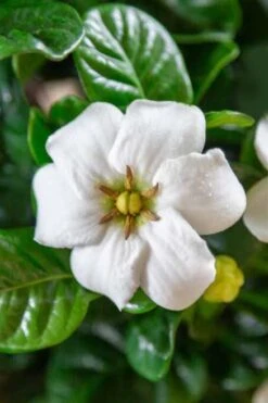 Diamond Spire Gardenia - 1 Gallon Pot 10 Diamond Spire Gardenia - 1 Gallon Pot -Botanhush Sales Gardenia Diamond Spire 3 2