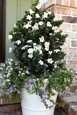 Diamond Spire Gardenia - 3 Gallon Pot 12 Diamond Spire Gardenia - 3 Gallon Pot -Botanhush Sales Gardenia Diamond Spire 4 1