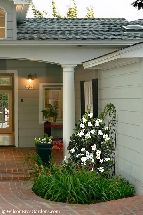 Diamond Spire Gardenia - 1 Gallon Pot 5 Diamond Spire Gardenia - 1 Gallon Pot - Image 5