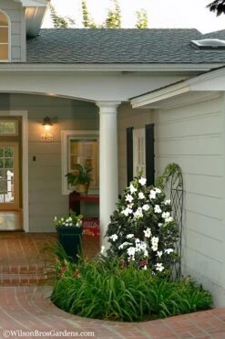 Diamond Spire Gardenia - 2 Gallon Pot 11 Diamond Spire Gardenia - 2 Gallon Pot -Botanhush Sales Gardenia Diamond Spire 5