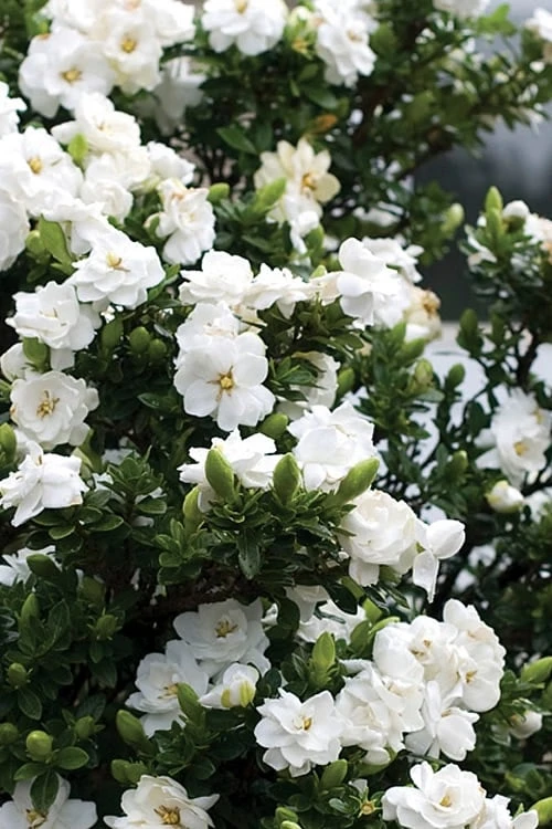 Double Mint Gardenia - 3 Gallon Pot 4 Double Mint Gardenia - 3 Gallon Pot - Image 4