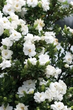 Double Mint Gardenia - 2 Gallon Pot 10 Double Mint Gardenia - 2 Gallon Pot -Botanhush Sales Gardenia Double Mint 2 3