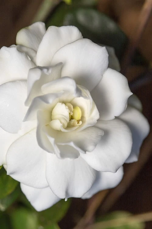 Double Mint Gardenia - 2 Gallon Pot 1 Double Mint Gardenia - 2 Gallon Pot