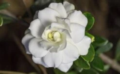 Double Mint Gardenia - 1 Gallon Pot 13 Double Mint Gardenia - 1 Gallon Pot -Botanhush Sales Gardenia Double Mint 6 2