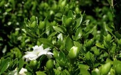 Double Mint Gardenia - 3 Gallon Pot 12 Double Mint Gardenia - 3 Gallon Pot -Botanhush Sales Gardenia Double Mint 7 1