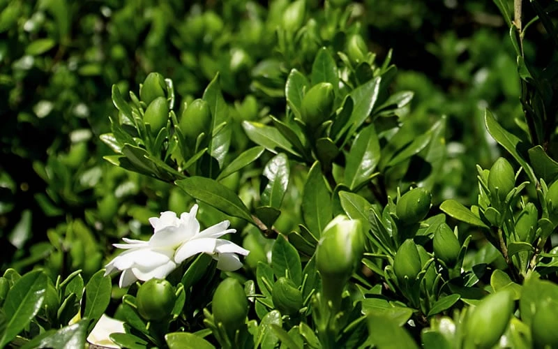 Double Mint Gardenia - 6 Pack Of 1 Gallon Pots 6 Double Mint Gardenia - 6 Pack Of 1 Gallon Pots - Image 6