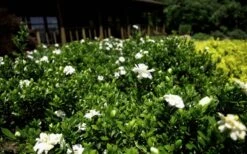 Double Mint Gardenia - 6 Pack Of 1 Gallon Pots 11 Double Mint Gardenia - 6 Pack Of 1 Gallon Pots -Botanhush Sales Gardenia Double Mint 8