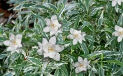 Variegated Creeping Dwarf Gardenia - 6 Pack Of 1 Gallon Pots -Botanhush Sales Gardenia Dwarf Radicans Variegated 3 1