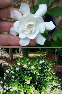 Fall In Love Cold Hardy Gardenia - 1 Gallon Pot 10 Fall In Love Cold Hardy Gardenia - 1 Gallon Pot -Botanhush Sales Gardenia Fall In Love BS