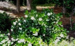Fall In Love Cold Hardy Gardenia - 1 Gallon Pot 11 Fall In Love Cold Hardy Gardenia - 1 Gallon Pot -Botanhush Sales Gardenia Fallin In Love Shrub